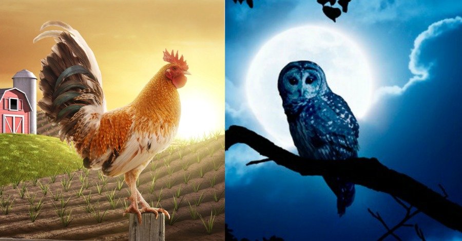 Rooster in morning half of image, Owl at night on other half image.